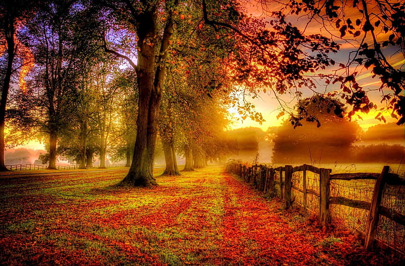 Coming soon, fall, autumn, trees, September, HD wallpaper