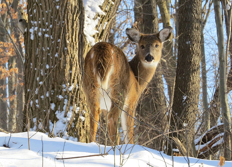 Winter Deer, Animal, Snow, Deer, Winter, HD wallpaper