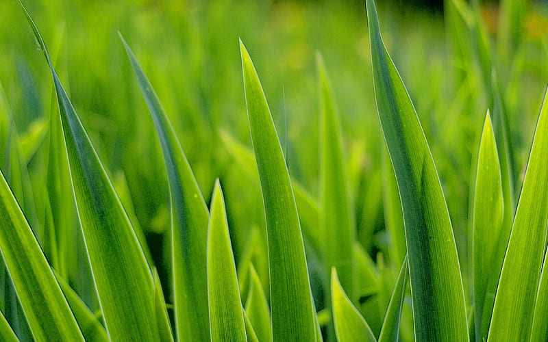 grass close up-Plant macro graphy, HD wallpaper
