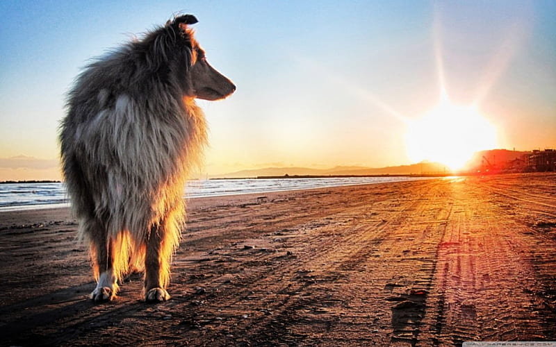 lassie dog, collie, sun, water, rays, HD wallpaper