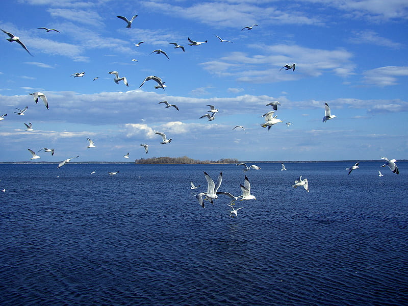 above-the-ocean-birds-sky-sea-blue-hd-wallpaper-peakpx