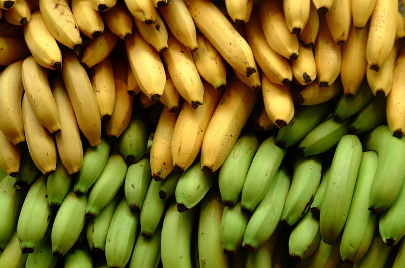 Banana, green, yellow, yellow banana, green banana, HD wallpaper