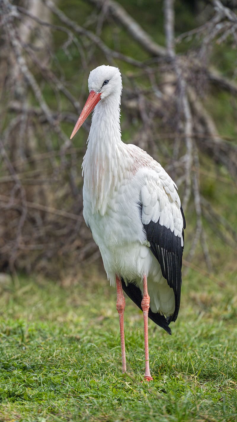white stork, stork, bird, beak, HD phone wallpaper