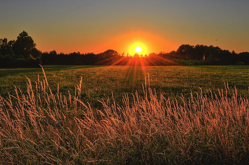 Brown and Green Grass Field during Sunset, HD wallpaper