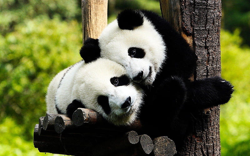 Pandas love, bears, hugging, animals, panda, cute, graphy, HD wallpaper