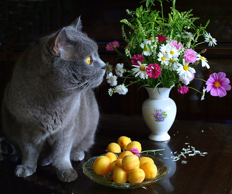 Cat & still life 3, pretty, art, fruits, flovers, vase, grey cat, atill ...