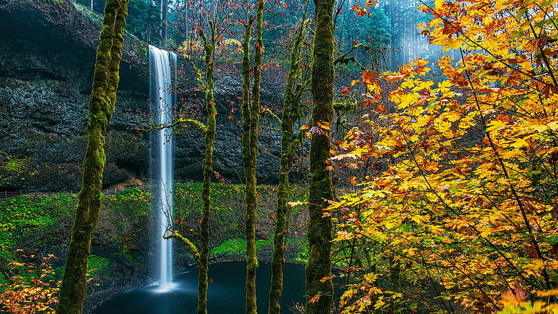 Foliage Forest With Waterfalls And Moss On Rock Oregon USA Nature, HD wallpaper