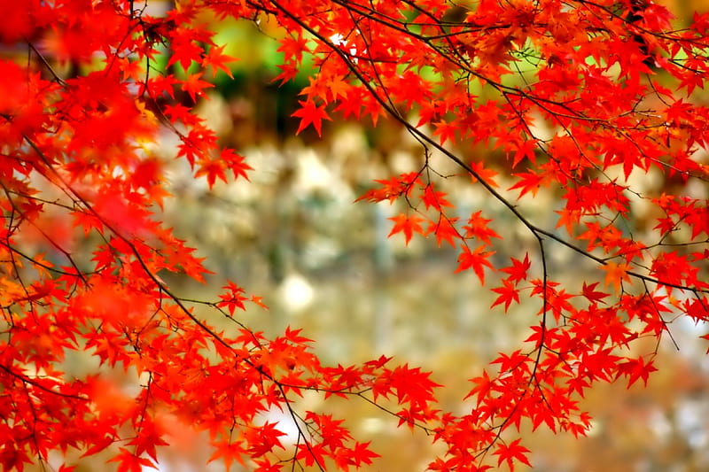 September, fall, pretty, colorful, autumn, glow, falling, shine, bonito ...