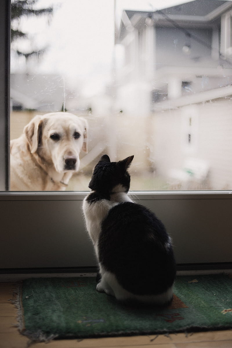 black and white cat watching adult yellow Labrador retriever on window, HD phone wallpaper