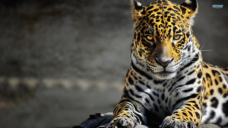 Jaguar, Panthera onca, cat, animal, HD wallpaper