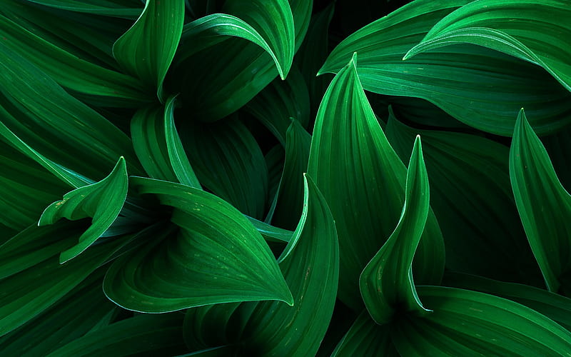 green 3d leaves, grass, eco concepts, plants, leaves, HD wallpaper