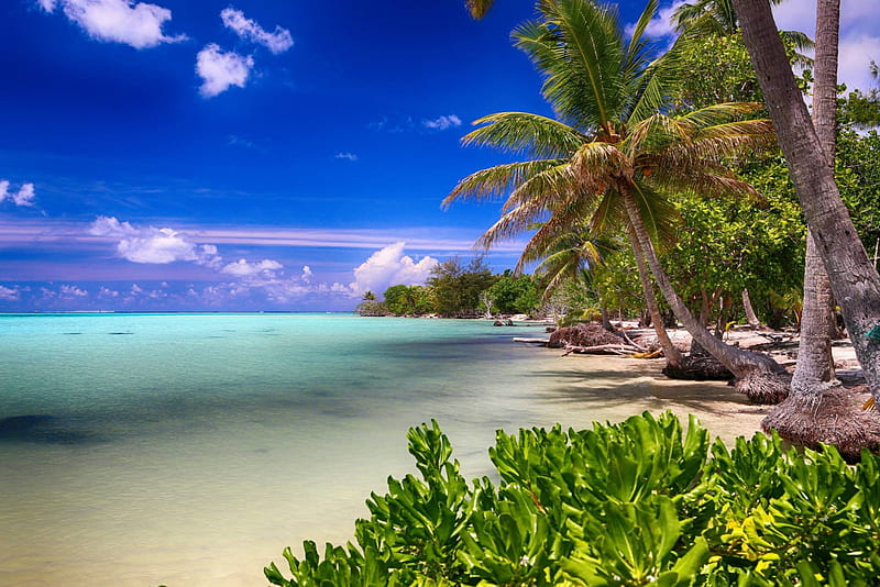 Bora Bora Tropical Paradise Beach, polynesia, palm, sea, beach, lagoon, bora bora, sand, blue, exotic, holiday, ocean, pacific, escape, trees, south, paradise, tahiti, white, tropical, HD wallpaper
