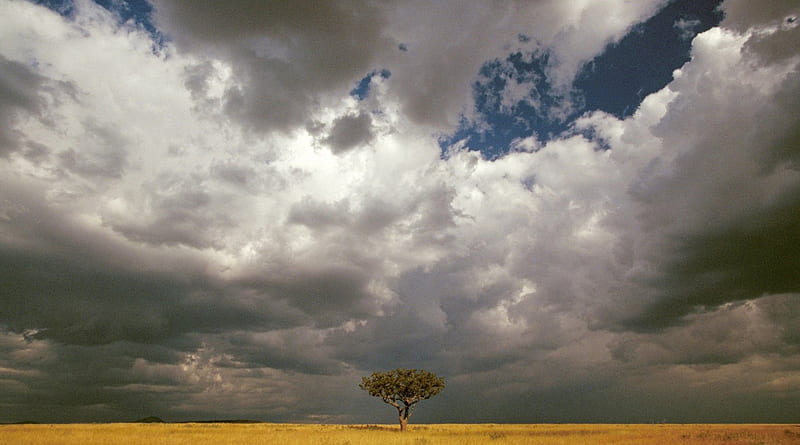 masai mara national reserve, prairie, tree, storm, clouds, HD wallpaper