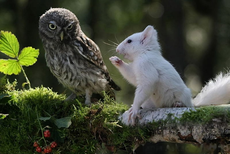 Small Talk, owl, forest, squirrel, funny, HD wallpaper