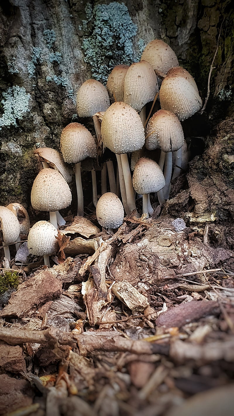 7.Fungi, Fungi, mushrooms, nature, plant, HD phone wallpaper