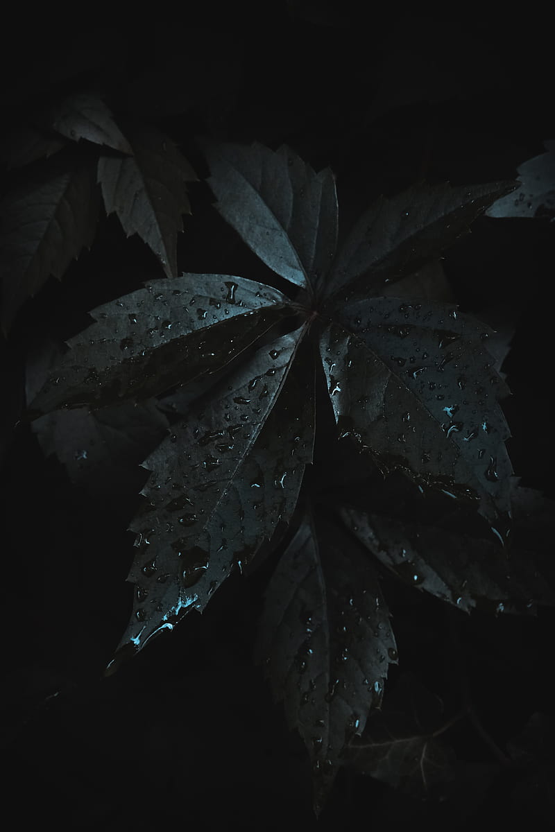 leaves, drops, moisture, dark, HD phone wallpaper
