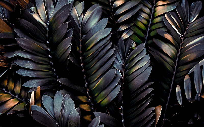 black leaves texture, natural texture, background with black leaves, leaves background, HD wallpaper