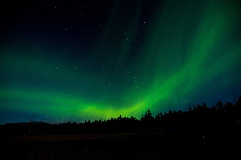 northern lights, night, trees, sky, HD wallpaper