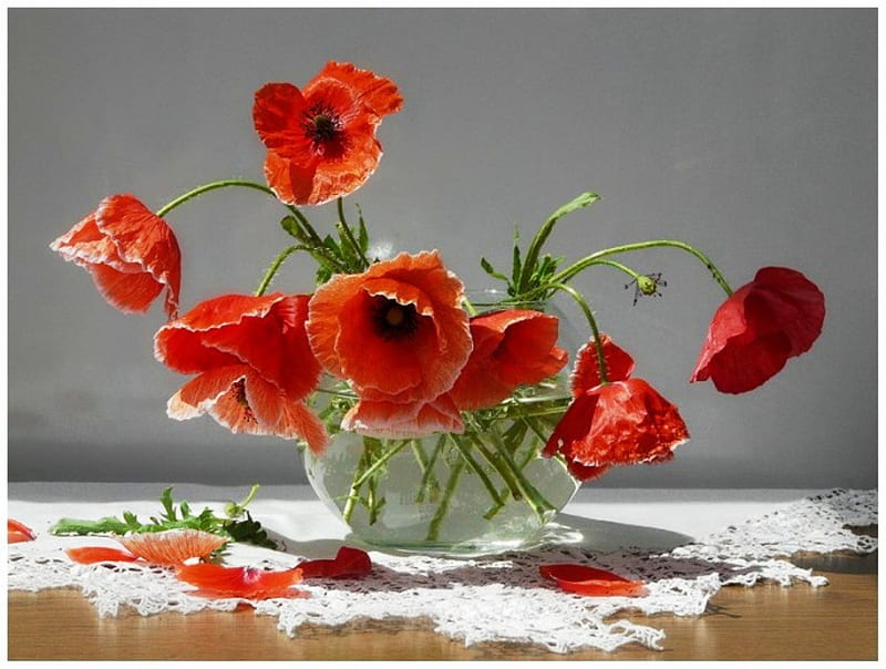 Poppies - Still life, red, table, lace, poppies, vase, still life, delicate flowers, summer, flower, beauty, color, nature, petals, white, HD wallpaper