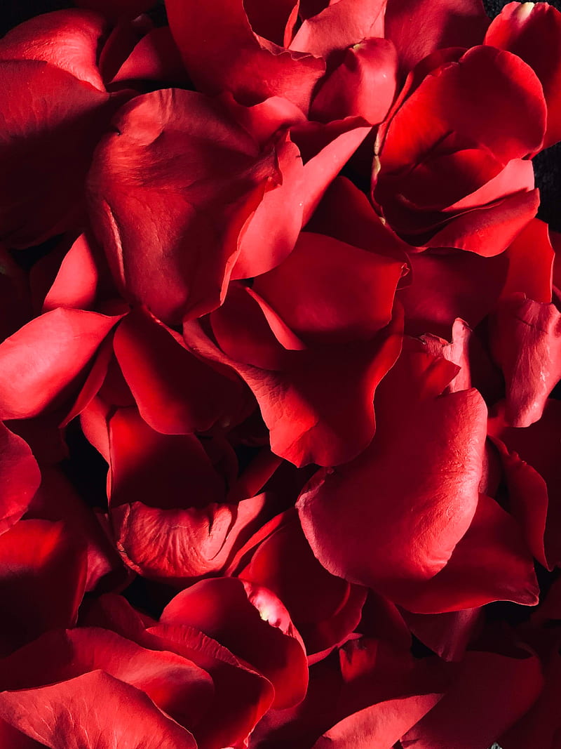petals, rose, macro, red, HD phone wallpaper