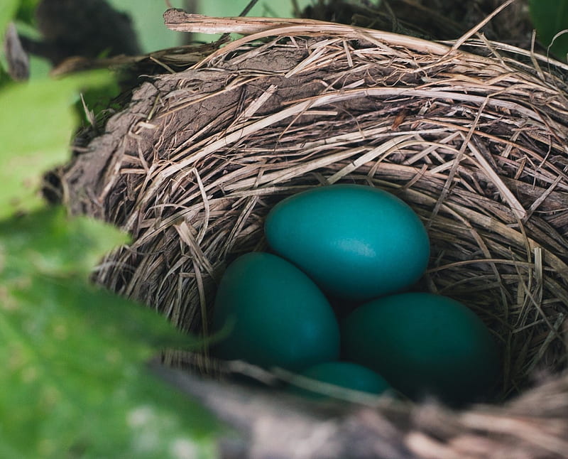 Robin Eggs, bird, eggs, nest, robin, HD wallpaper