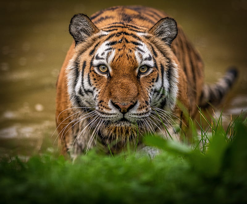 Cats, Tiger, Big Cat, Stare, Wildlife, predator (Animal), HD wallpaper