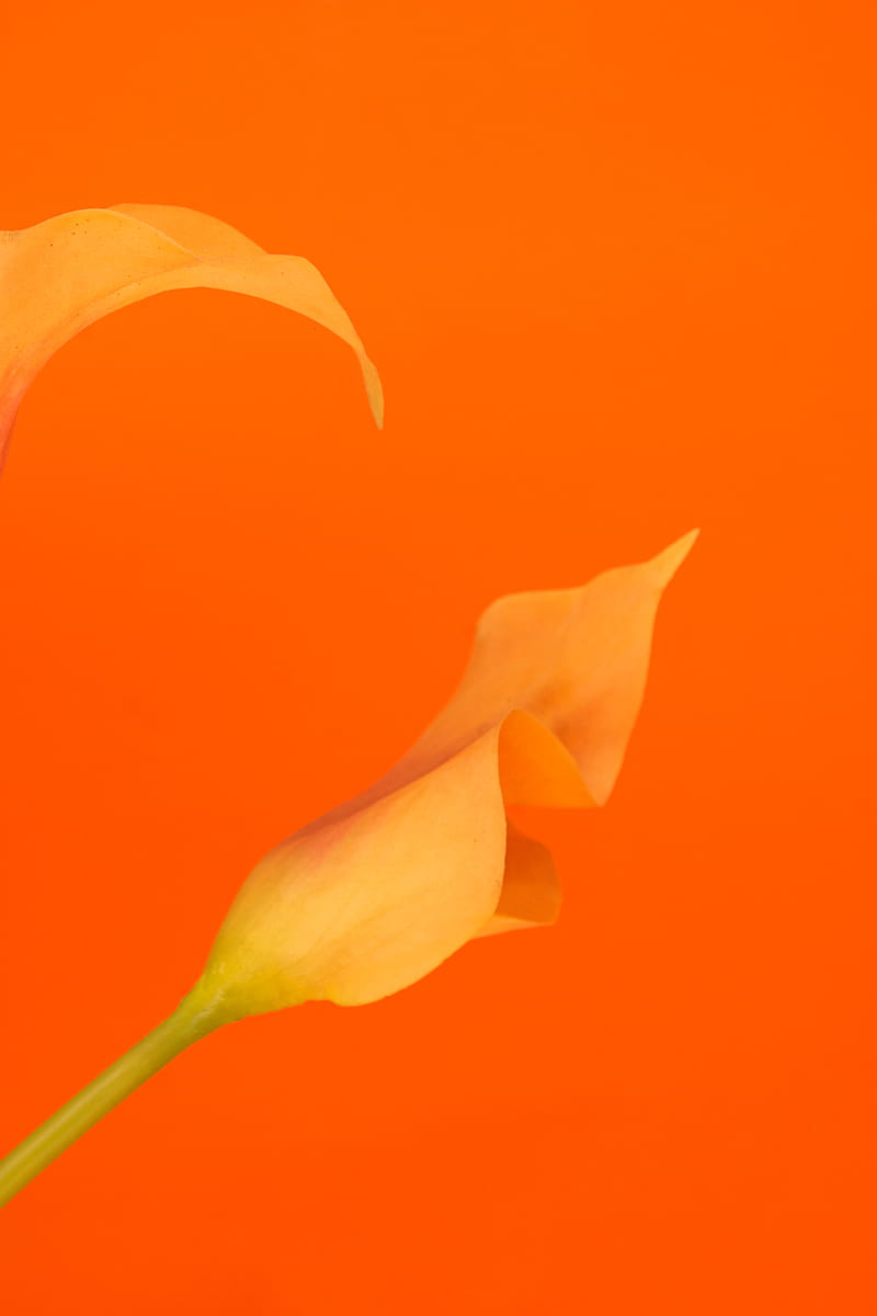 flower, yellow, orange, macro, plant, HD phone wallpaper