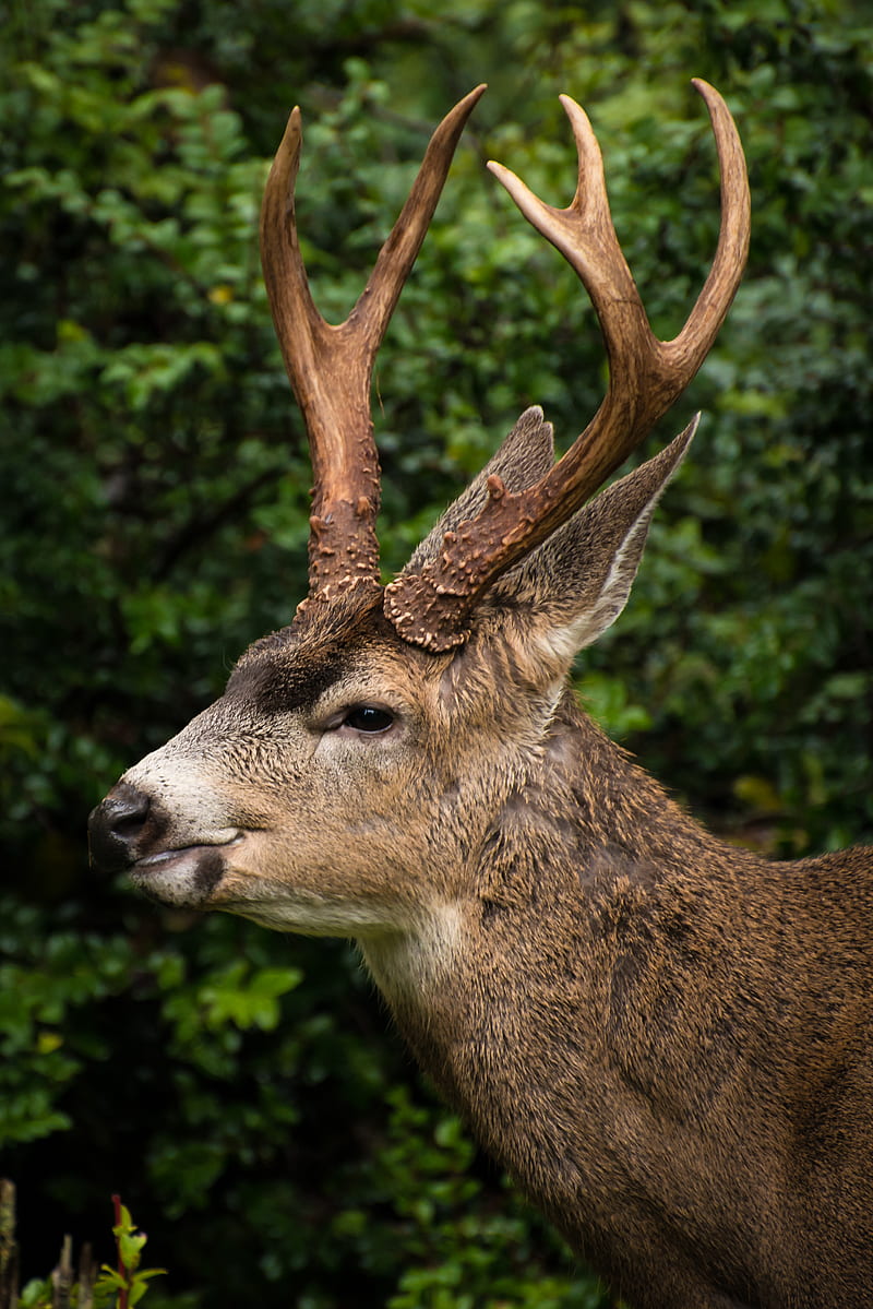 closeup of brown deer in forest, HD phone wallpaper