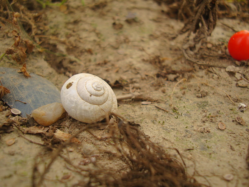 Shell 2, tomato, shell, brown, dry, nature, white, earth, HD wallpaper Shell 2, tomato, shell, brown, dry, nature, white, earth, HD wallpaper