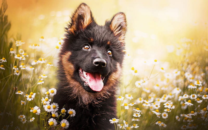 German Shepherd, puppy, dogs, pets, flowers, German Shepherd Dog, HD wallpaper