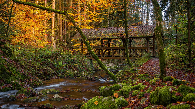Fall Forest Baden Württemberg Bridge Nature, HD wallpaper