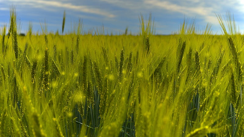 Rye Grass, Firefox theme, harvest, green, grass, rye, crop, sky, field, HD wallpaper