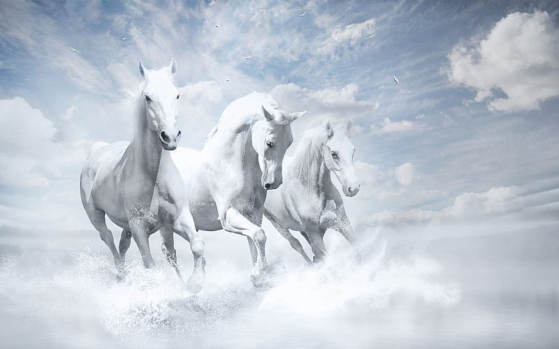 White Horses , white, horse, animals, HD wallpaper