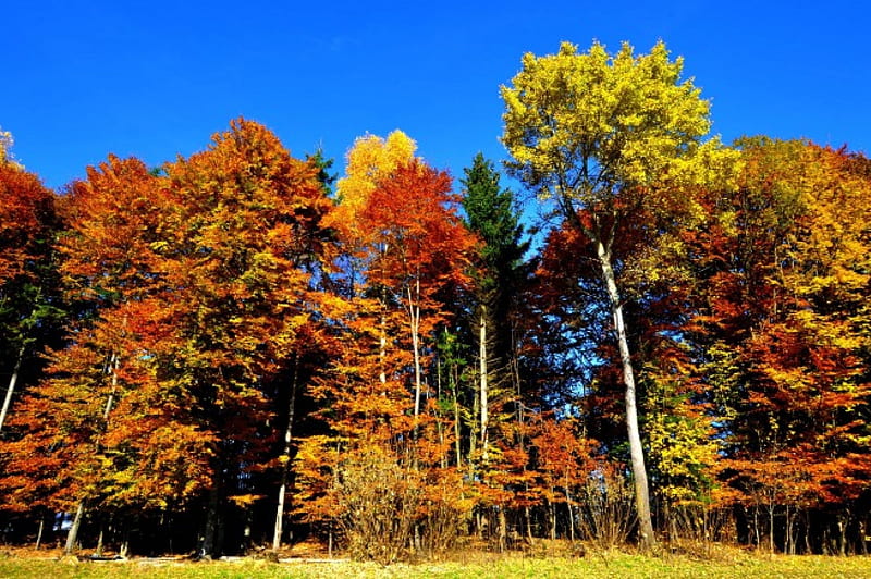 *** AUSTRIA- Carinthia ***, forest, autumn, nature, trees, sky, blue, HD wallpaper