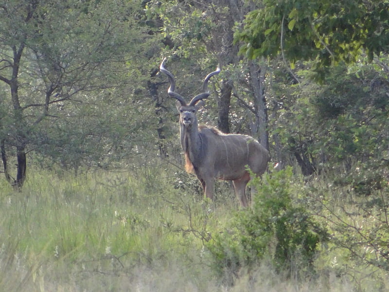 Kuddu male in early morning light, limpopo, South Africa, Kudu, Game reserve, HD wallpaper