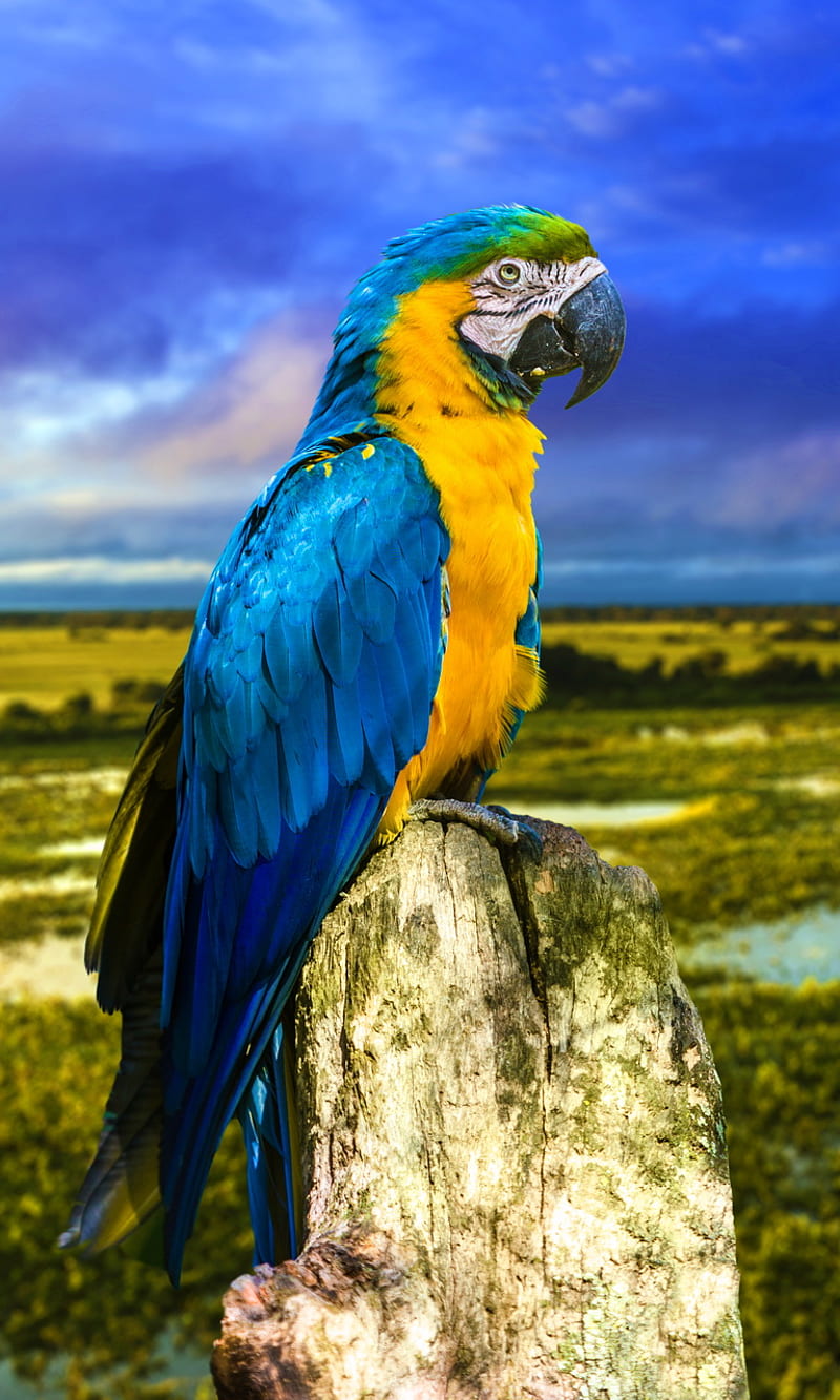 Macaw, blue yellow amazon kakdua, brazil, parrot, river, HD phone wallpaper