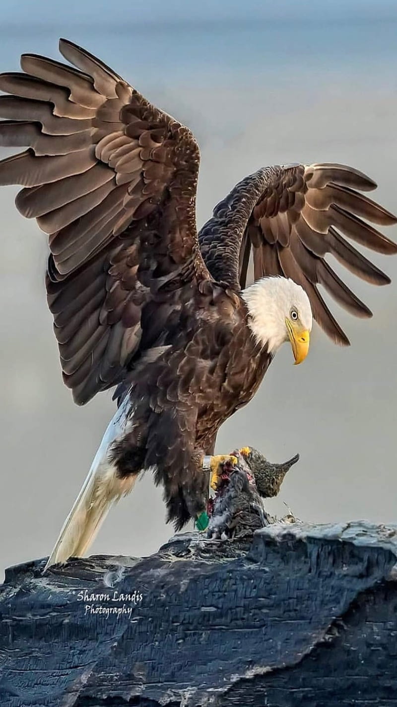Hunter, eagle, water, HD phone wallpaper