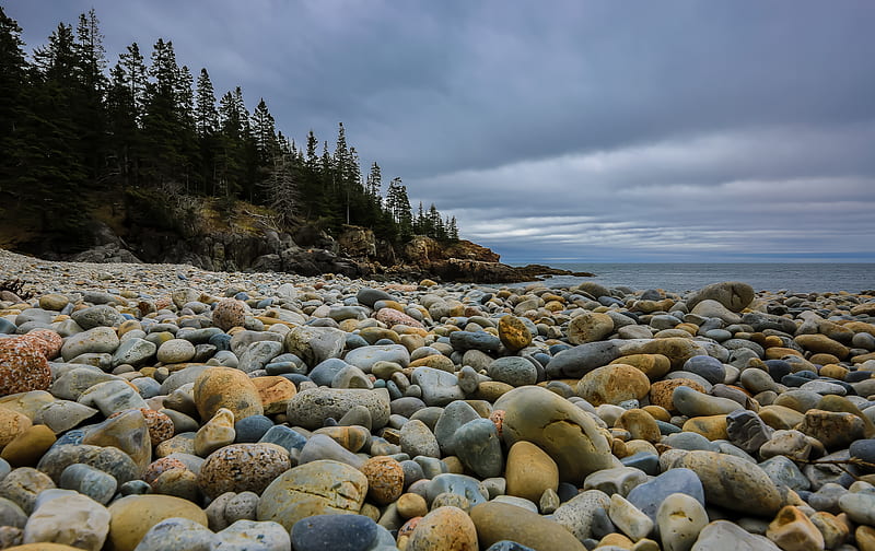stones, beach, forest, spruce, HD wallpaper