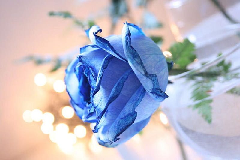 another blue rose to all my DN friends, pretty, lovely, rose, soft, bud, nice, plants, blossoms, flowers, nature, petals, blooms, delecate, blue, HD wallpaper