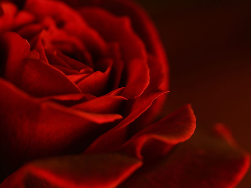 Red Rose.jpg, ruffled, romance, love, soft, petals, HD wallpaper
