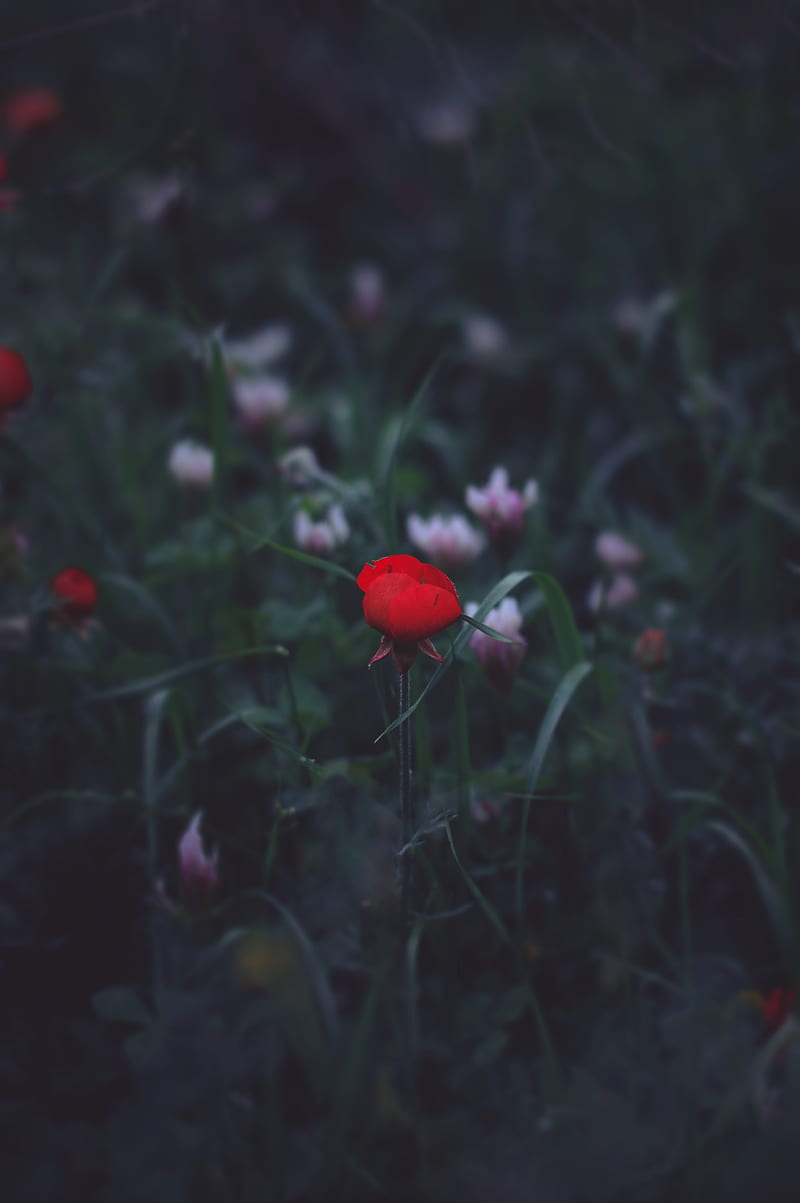 flower, red, grass, bud, HD phone wallpaper