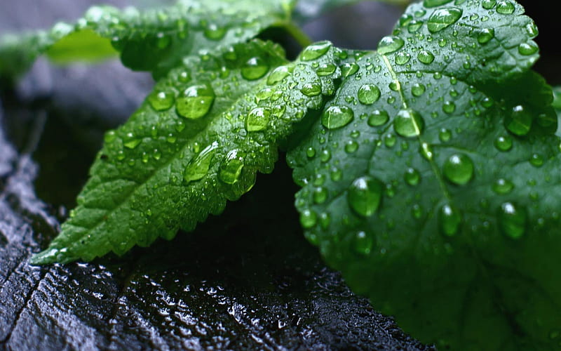 Droplets Green Leaves-natural plant, HD wallpaper