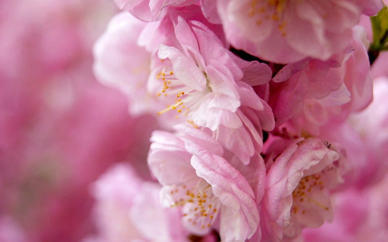 Peach blossom, flowers, petals, nature, bloom, HD wallpaper