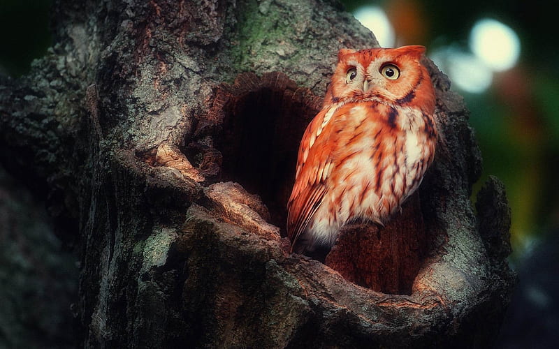 owl red sight surprise tree hollow birds-wild animals, HD wallpaper