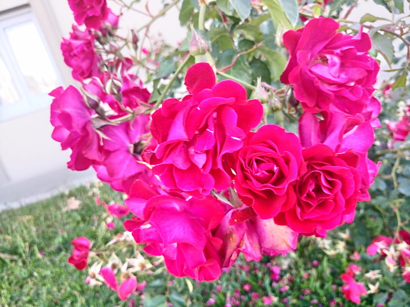 Rosas, flowers, roses, HD wallpaper | Peakpx