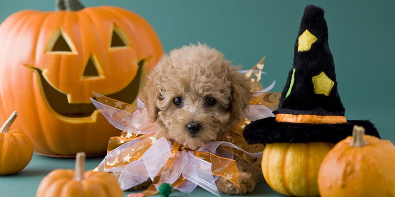 Halloween Puppy, jack o lantern, Halloween, witches hat, gourds, puppy, dog, pumpkins, hat, HD wallpaper