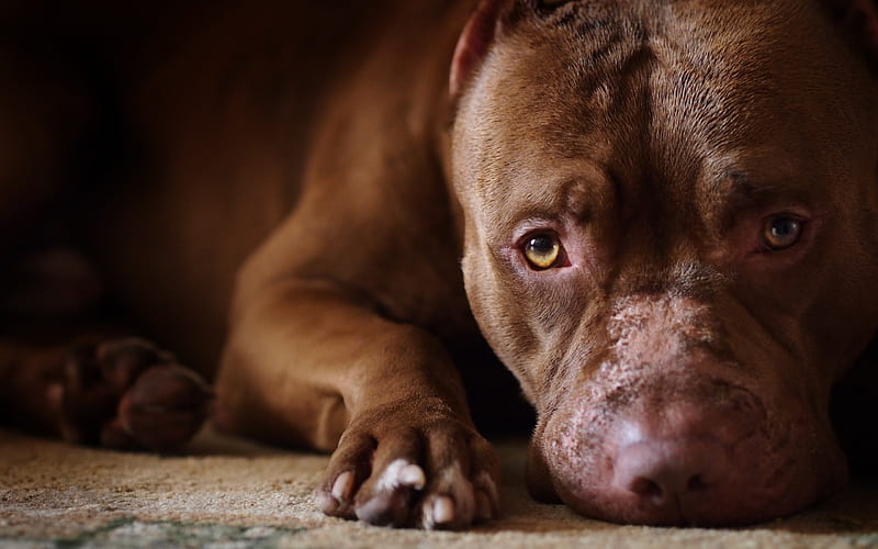 Pit bull, pets, dogs, close-up, pitbull, Canis lupus familiaris, HD wallpaper