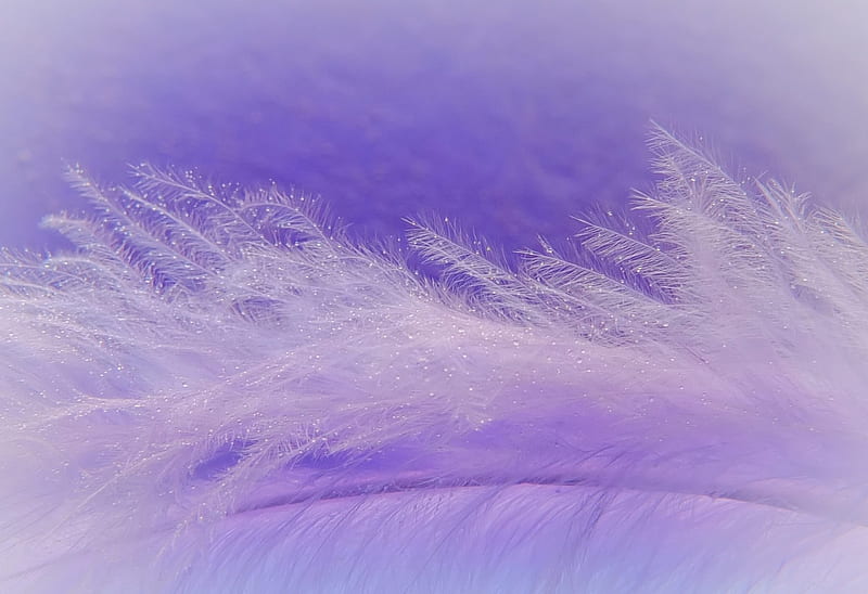 Feather, lilac, purple, texture, pink, pana, HD wallpaper