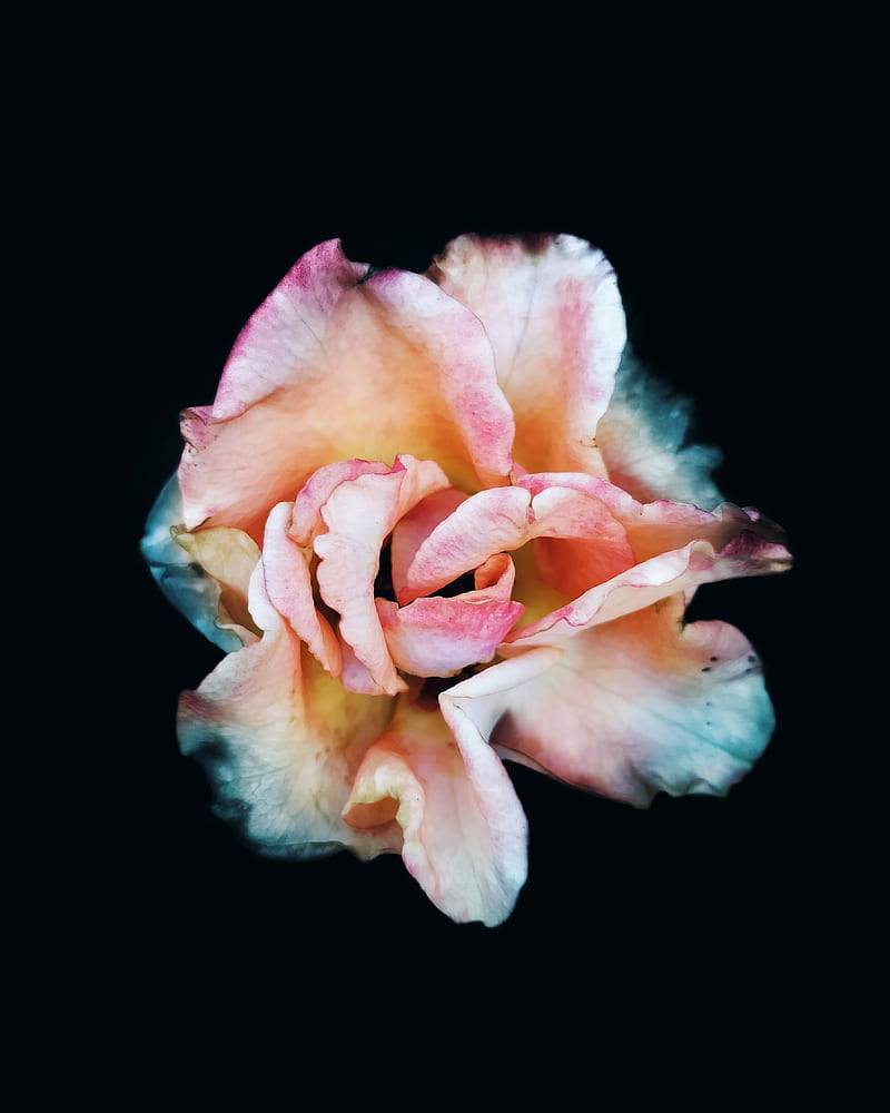 rose, macro, flower, pink, HD phone wallpaper