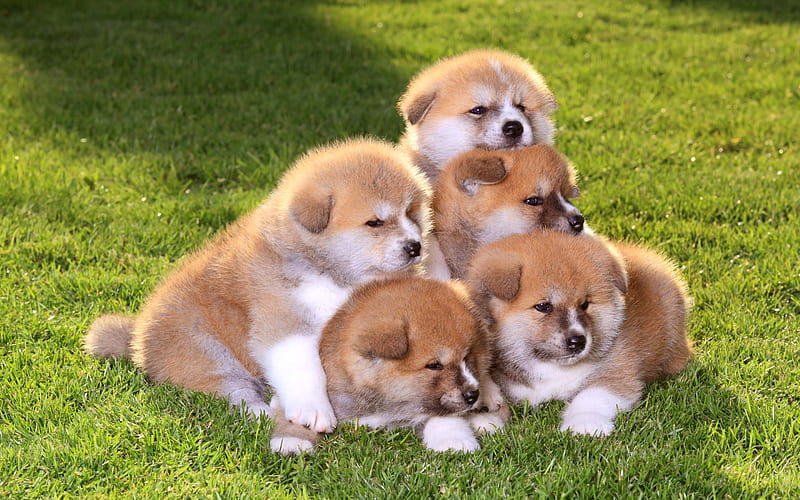 akita puppies cute animals, small dogs, green grass, Akita Dog Breed, HD wallpaper